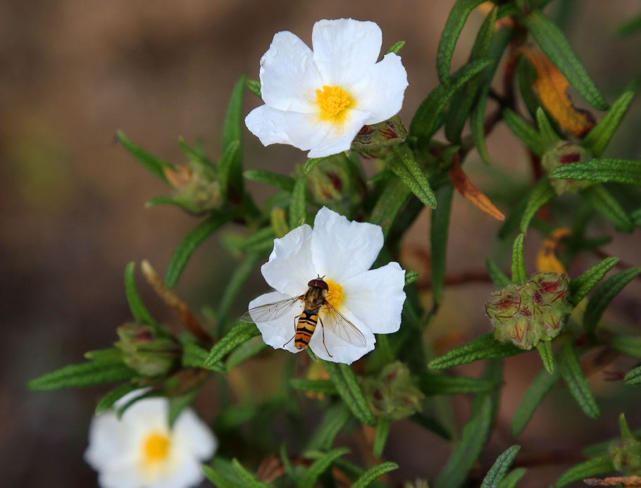 Ладанник Алан