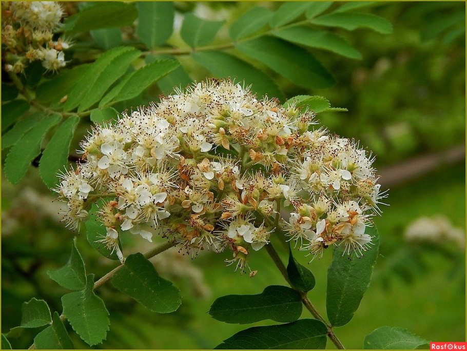 Крымская рябина крупноплодная Крымская