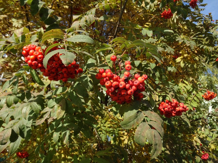 Рябина Греческая дерево