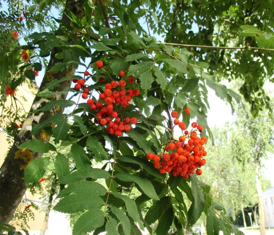 Рябина ольхолистная