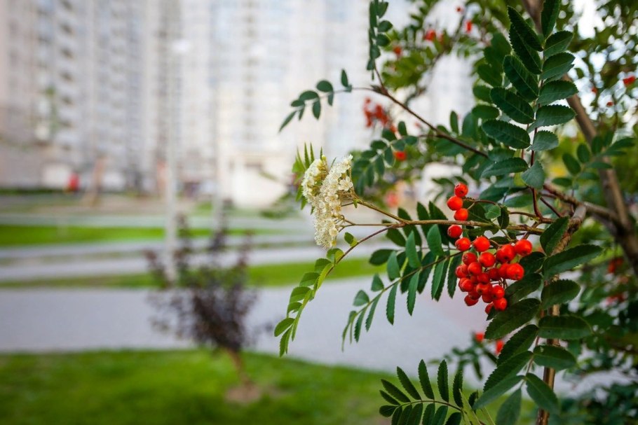 Канадская рябина