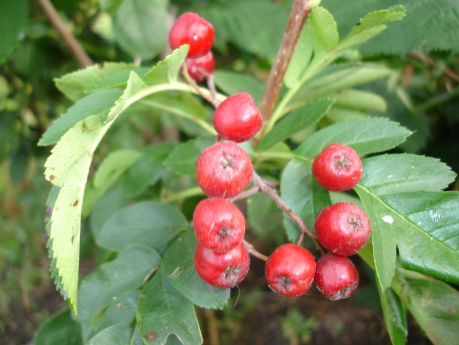 Рябина на полосе