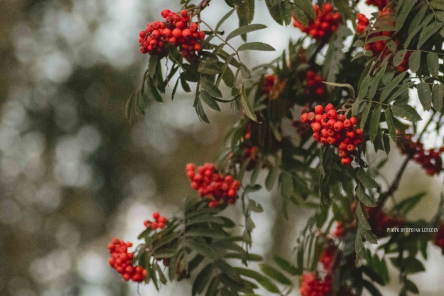 Рябина красная