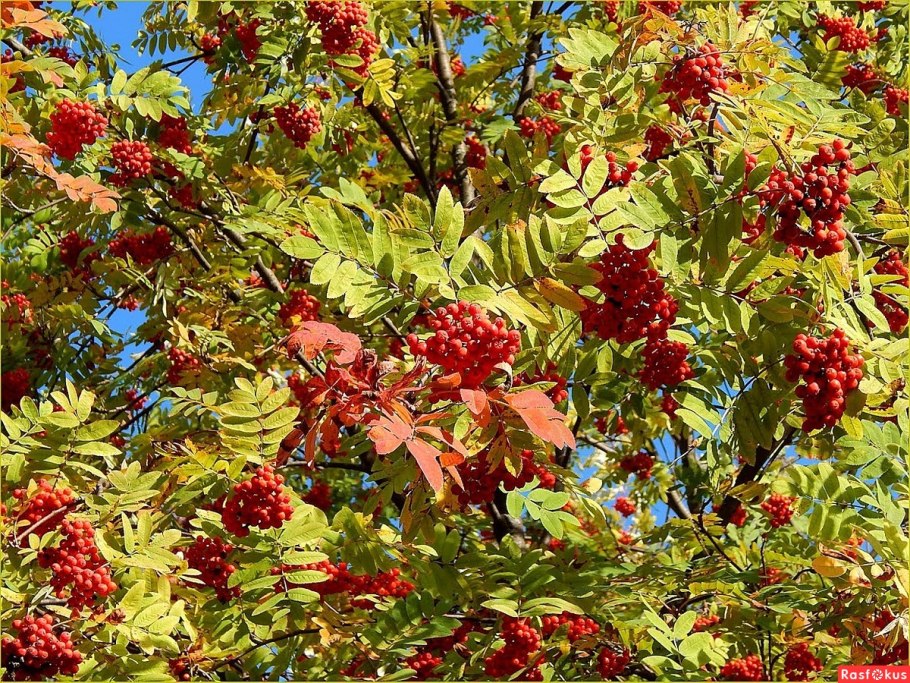 Sorbus Graeca