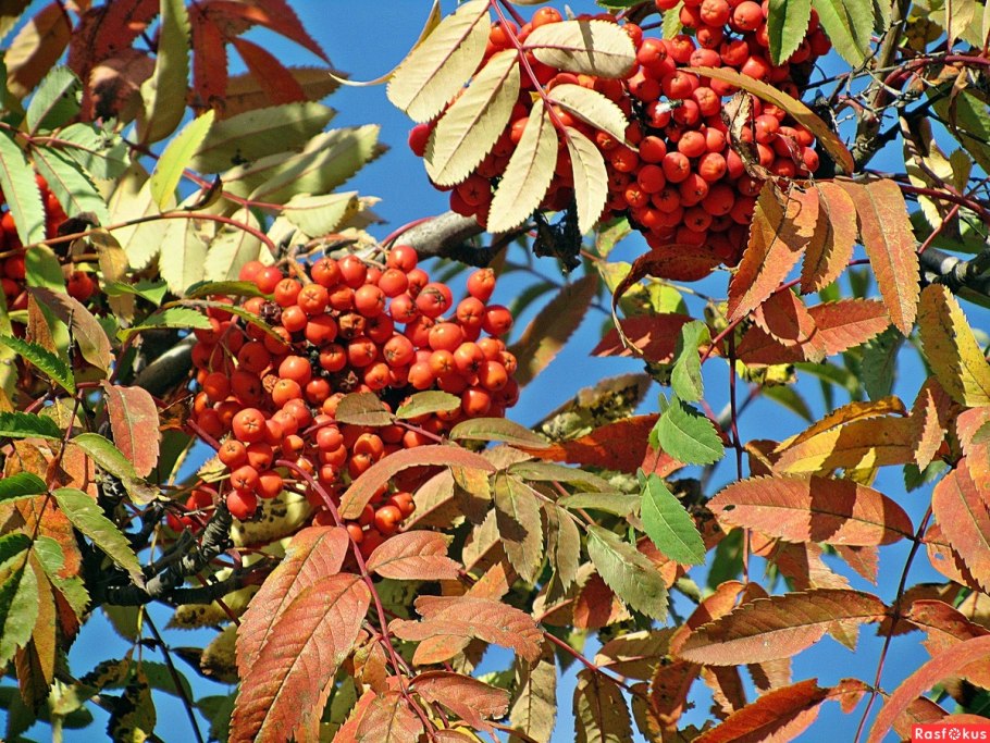 Рябина Греческая лист