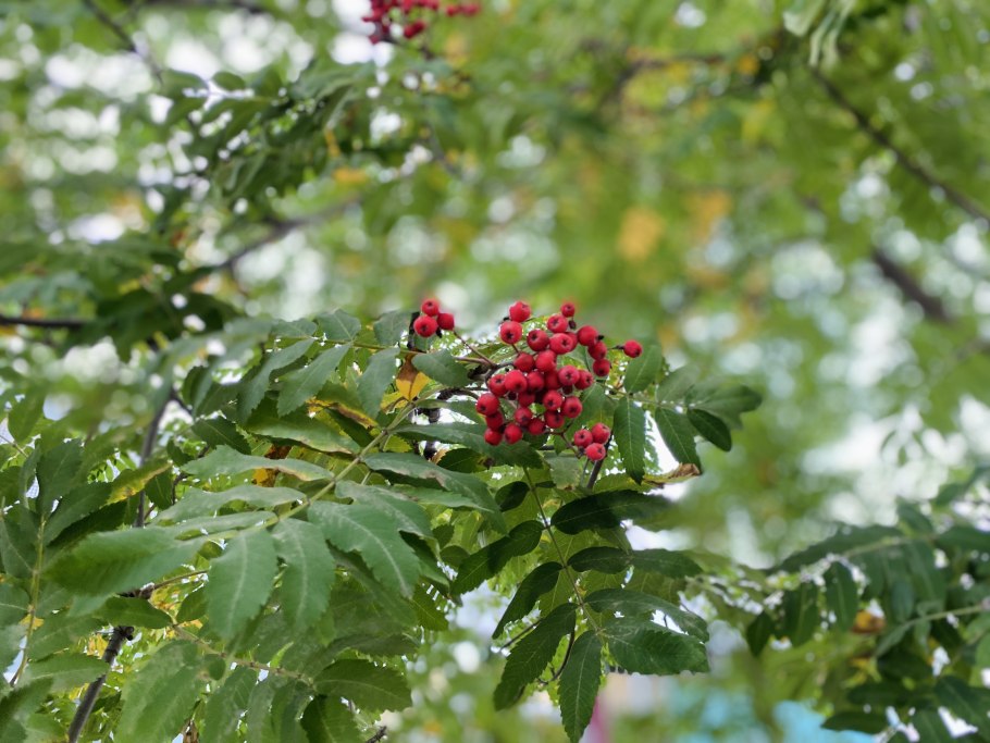 Рябина Тюрингская