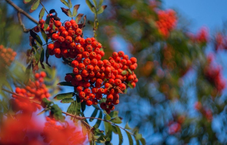 Рябина Городкова в Мурманской области