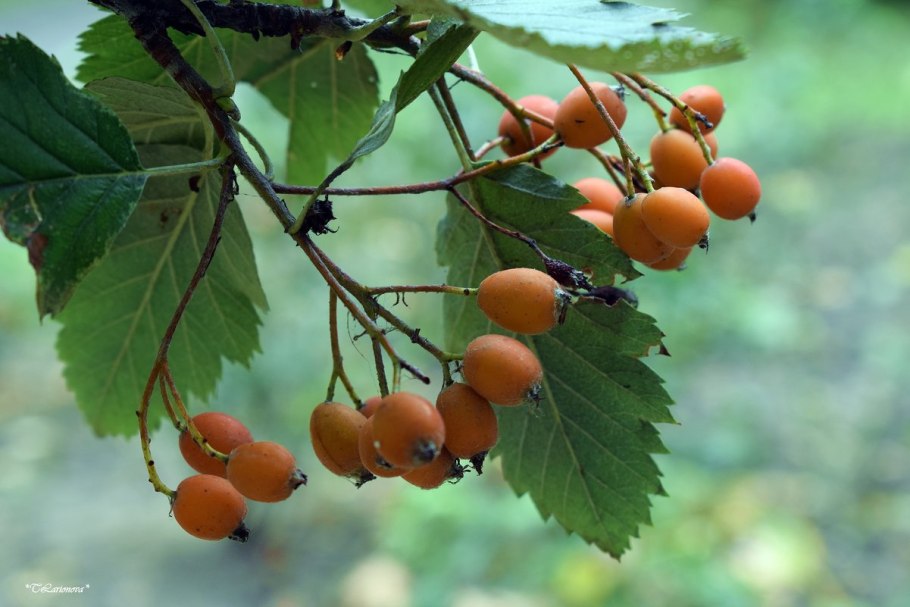 Рябина Греческая плод
