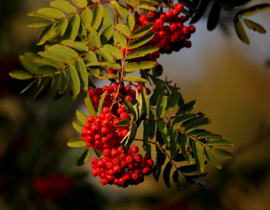 Рябина Арнольда ред