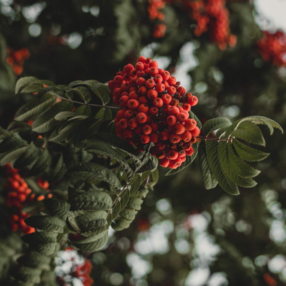 Рябина Амурская