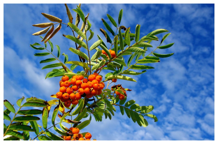 Рябина крупноплодная Крымская