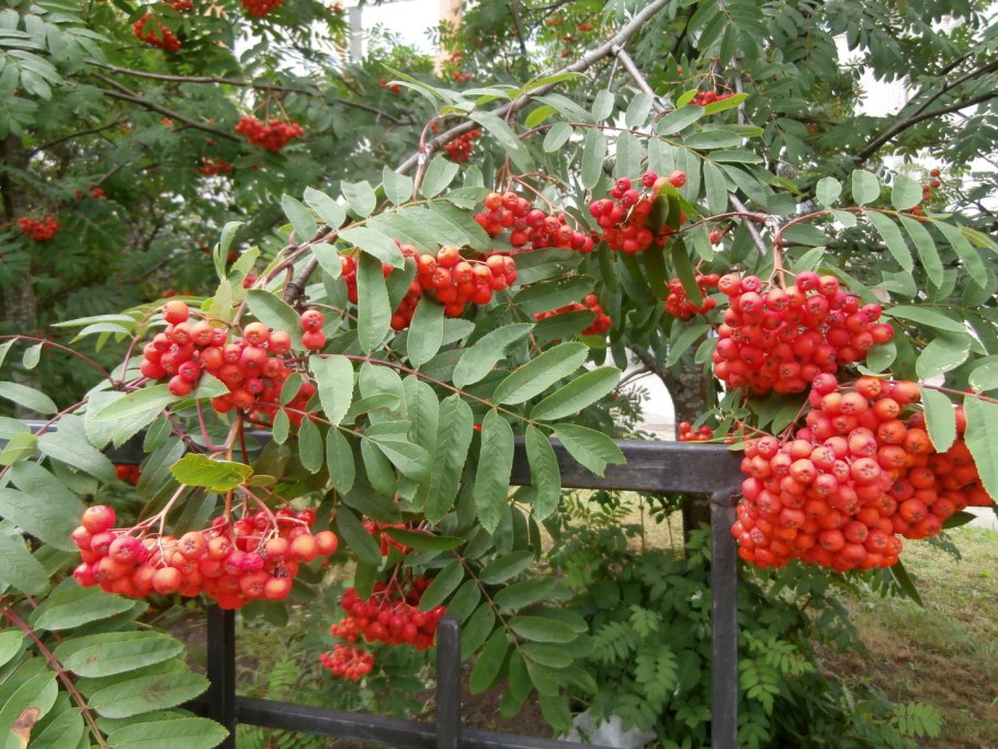 Рябина Камчатская кустарниковая