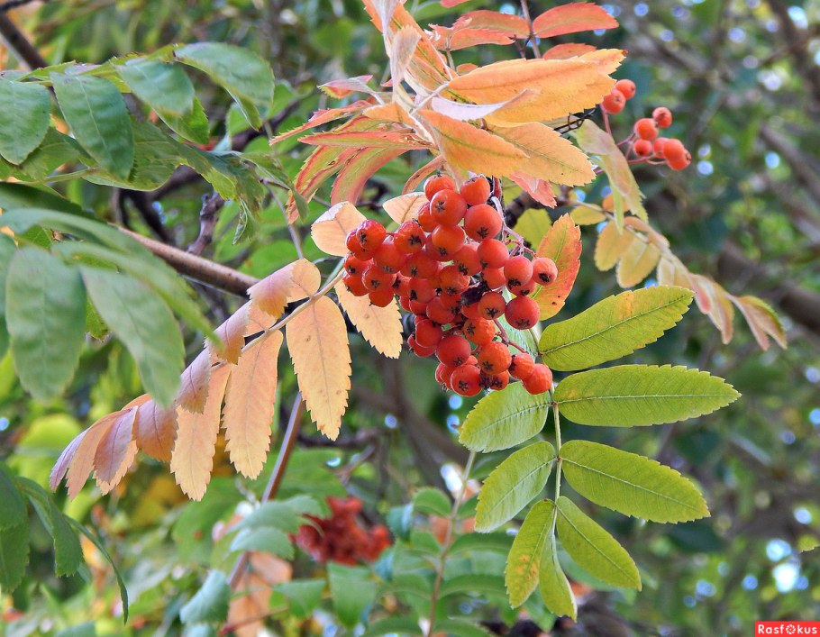 Рябина Греческая дерево