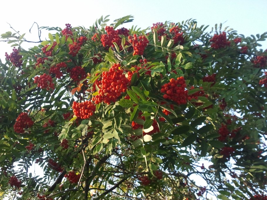 Рябина Греческая – Sorbus Graeca (Spach) Lodd. Ex Schauer