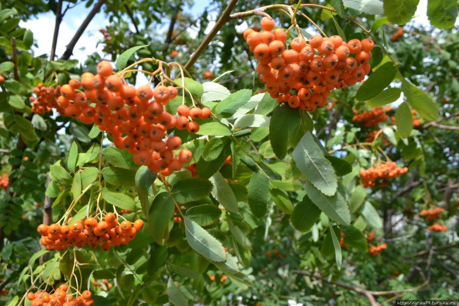 Sorbus latifolia