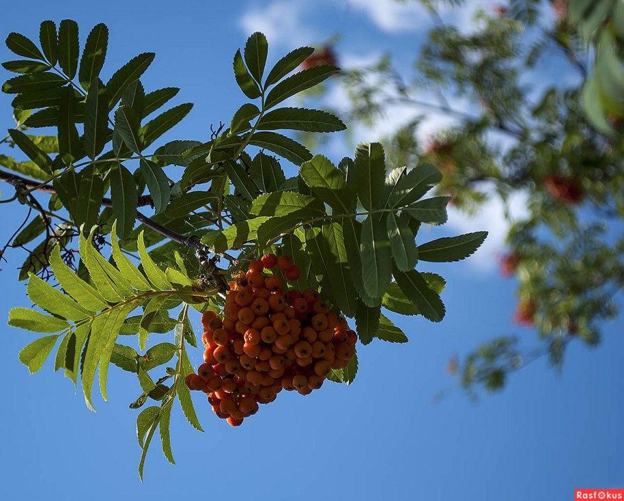 Рябина Городкова