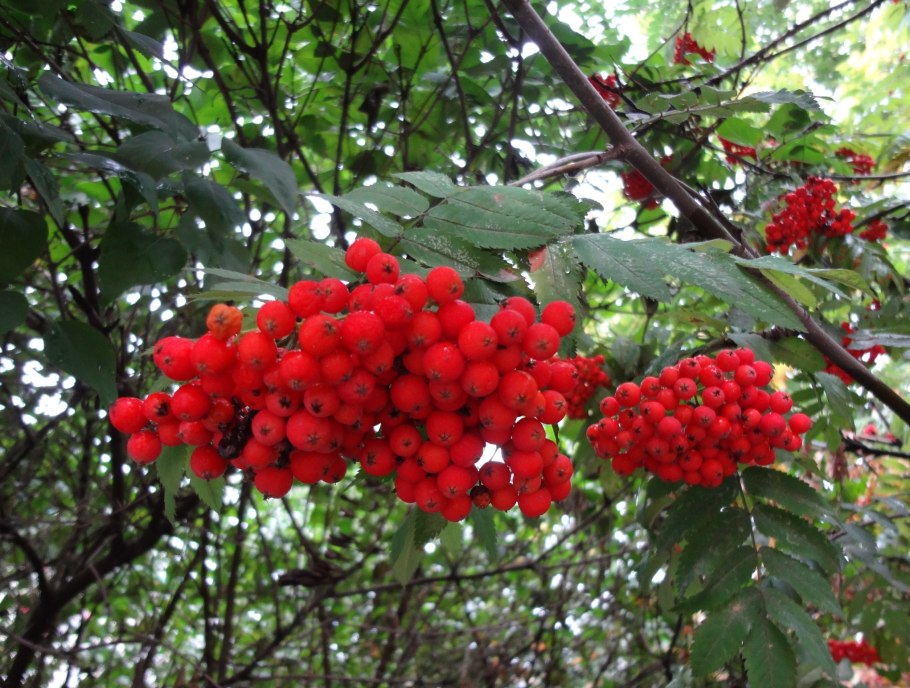 Калина дуболистная