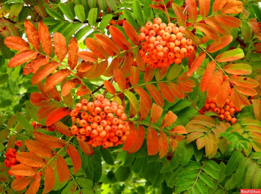 Рябина широколистная