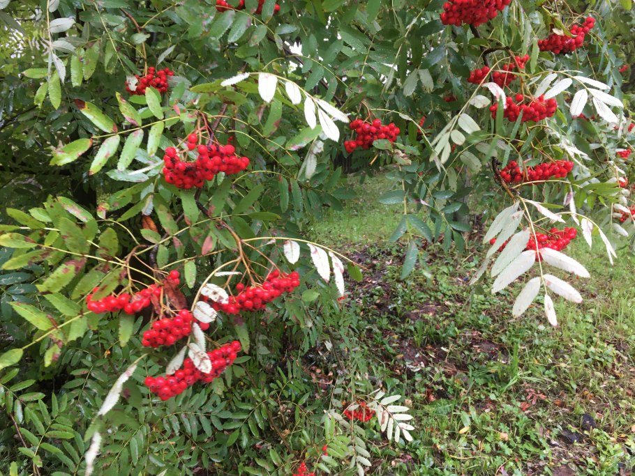 Рябина Моравская крупноплодная