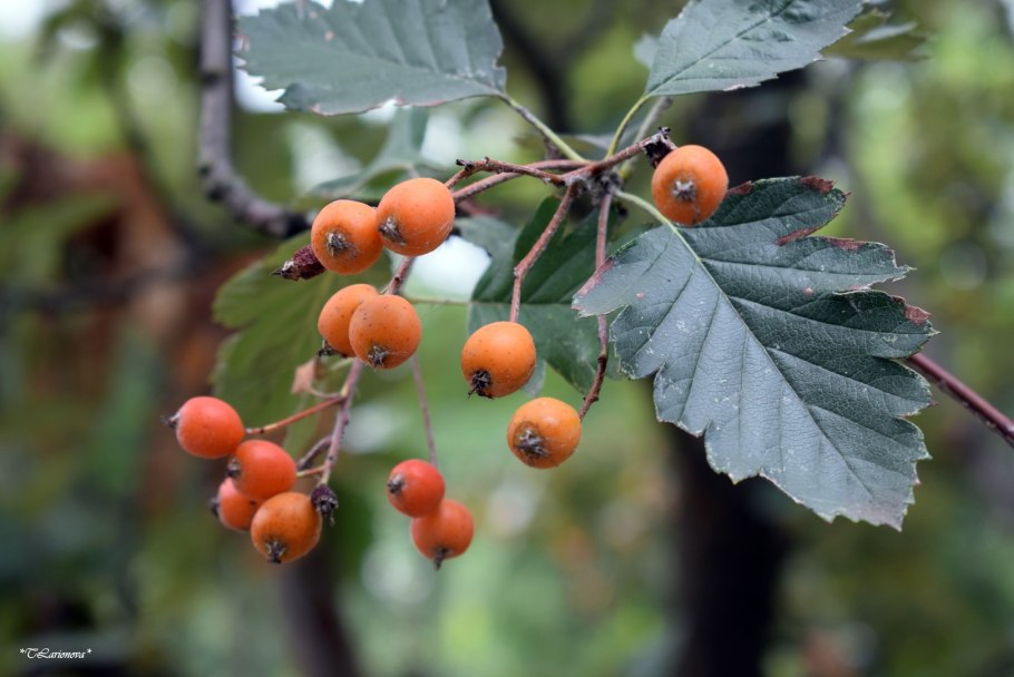 Рябина Берека