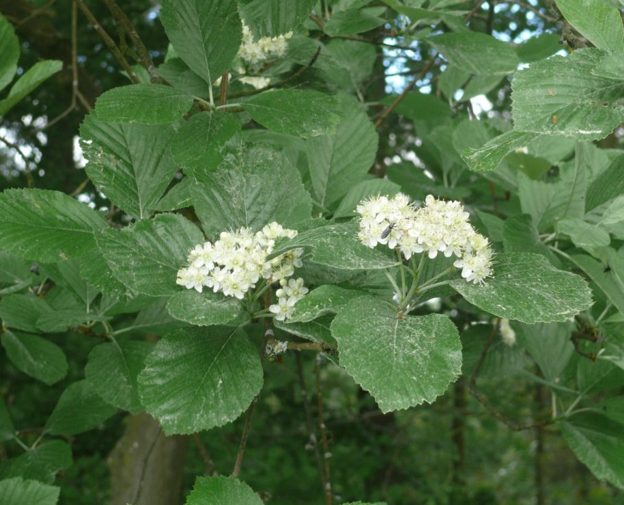 Sorbus graeca