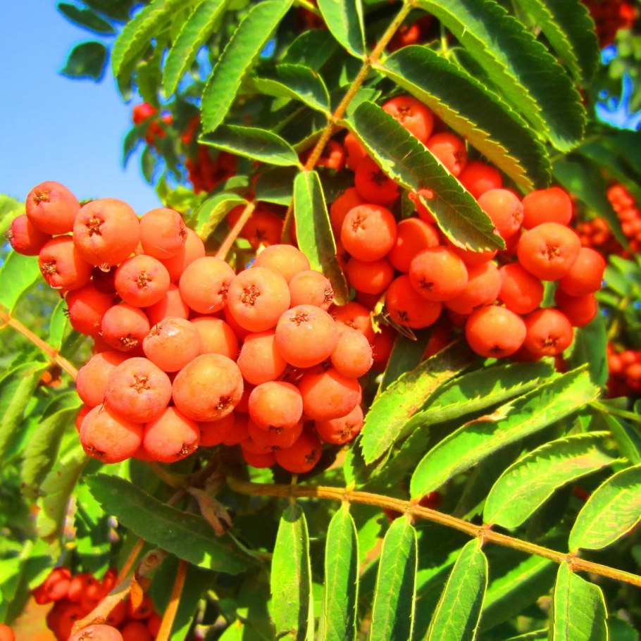 Sorbus chamaemespilus