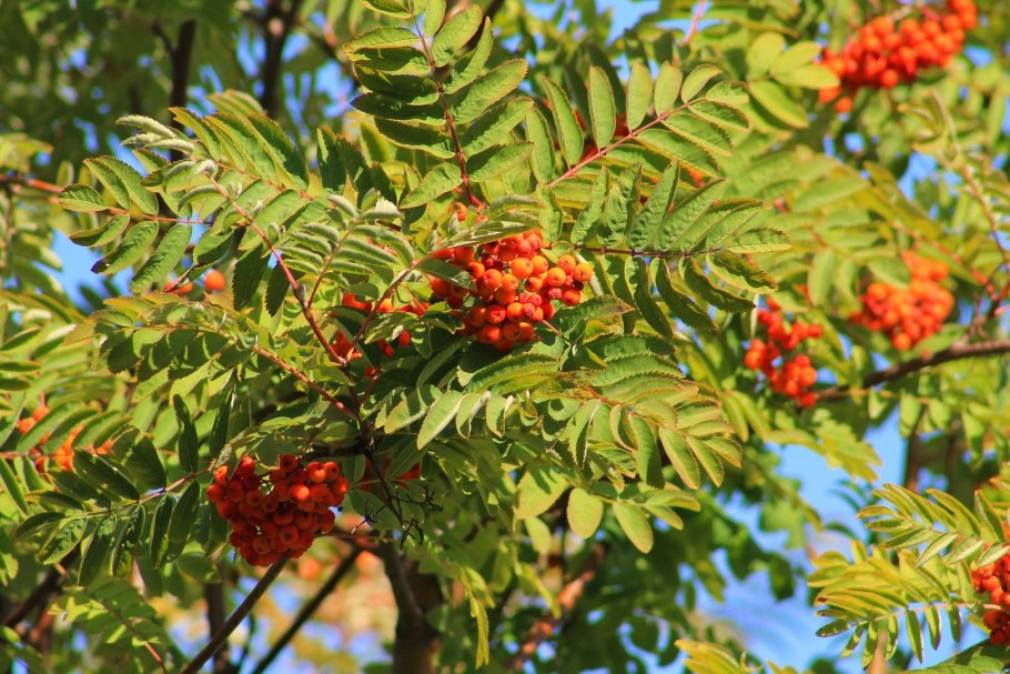 Калина оранжевая ягода