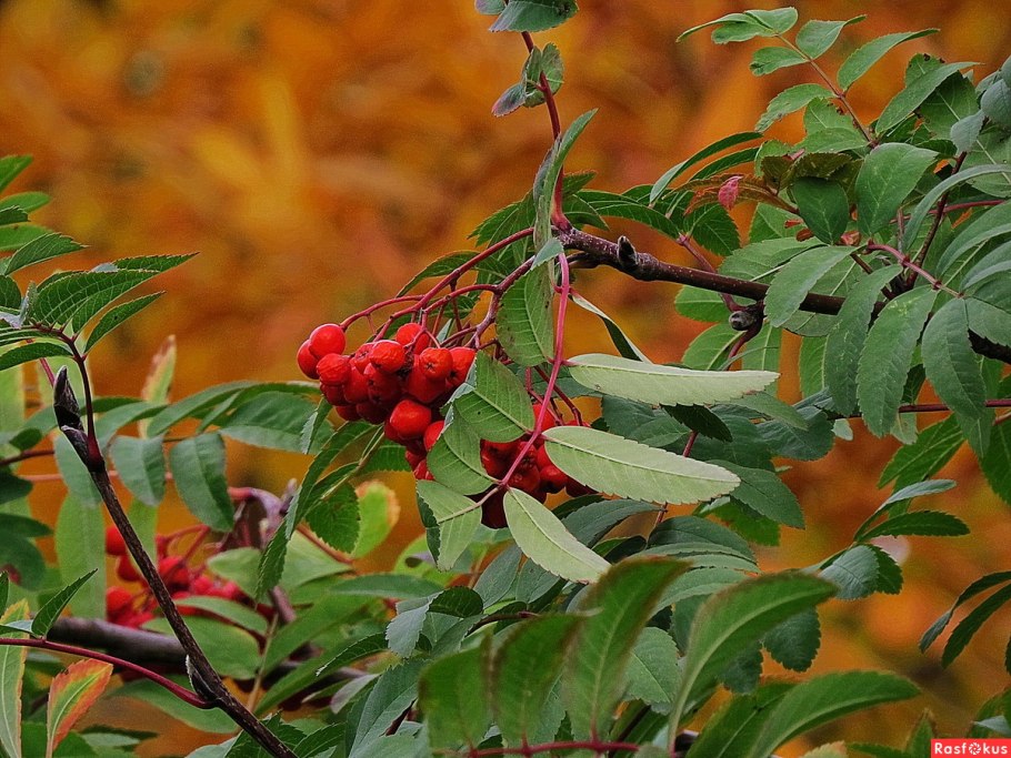 Рябина Греческая дерево
