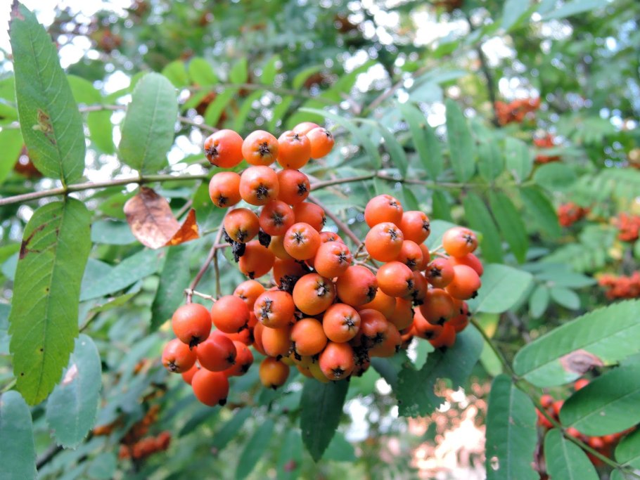 Рябина сибирская (sorbus sibirica)