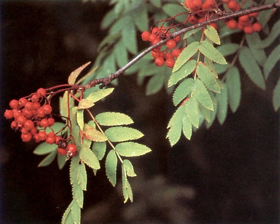 Aspleniifolia рябина