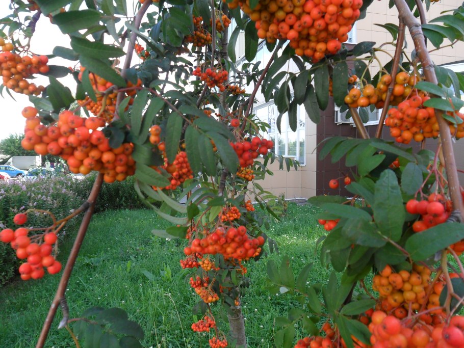 Рябина Тяньшанская