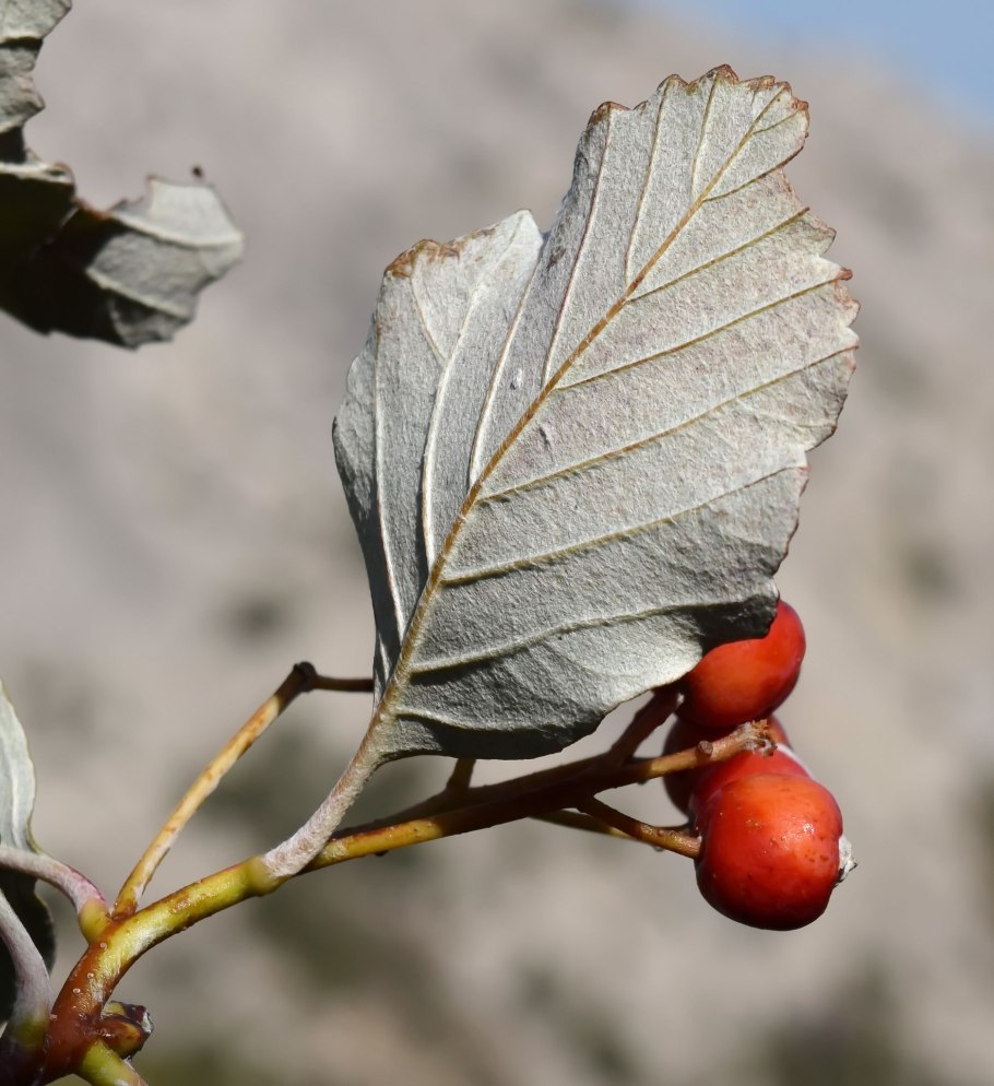 Рябина обыкновенная "кашмирская"