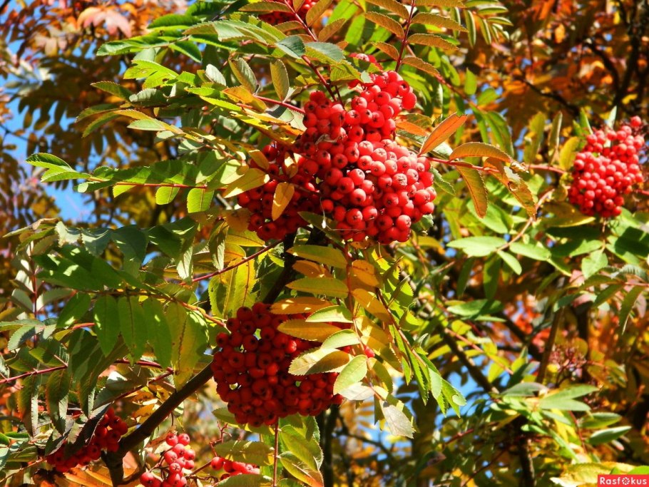 Рябина обыкновенная осень
