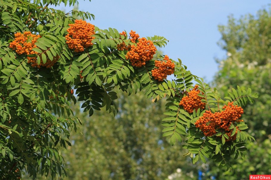 Рябина широколистная