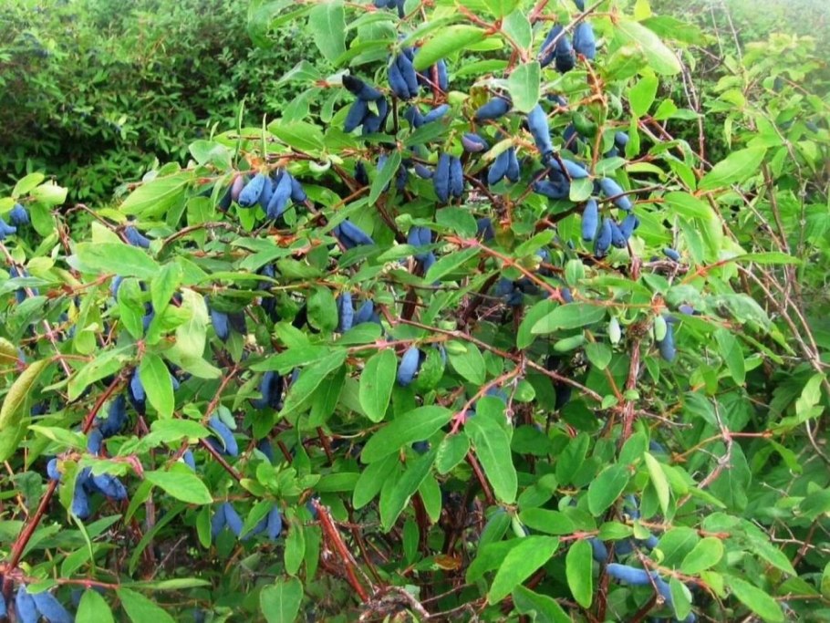 Lonicera caerulea (жимолость синяя, голубая)