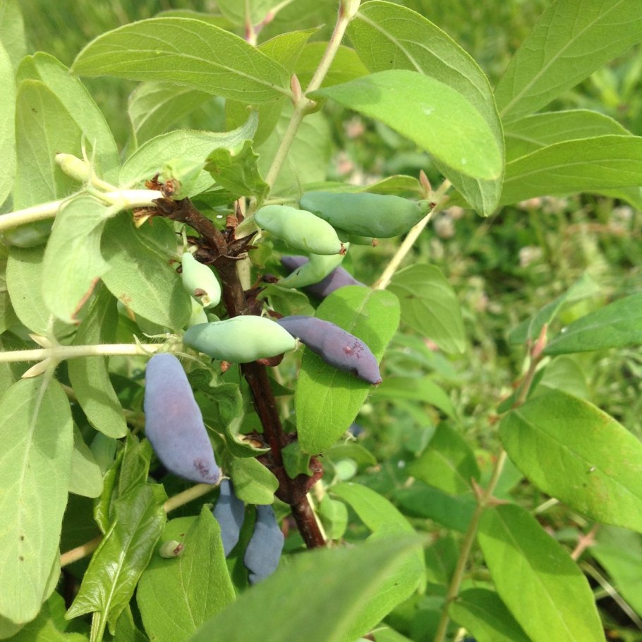 Жимолость синяя птица