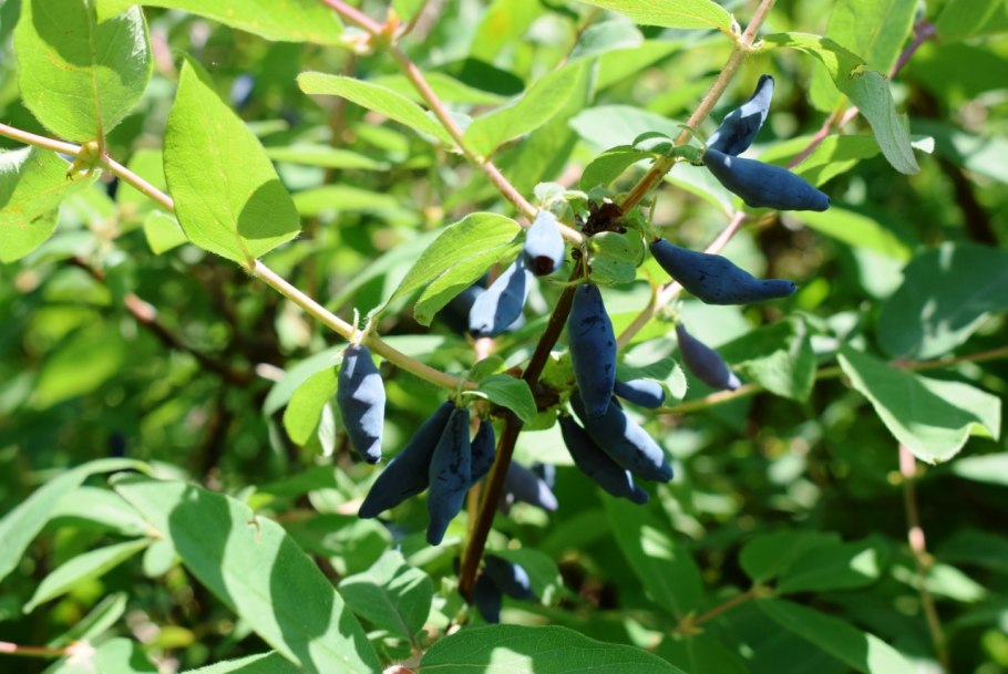 Жимолость ягода