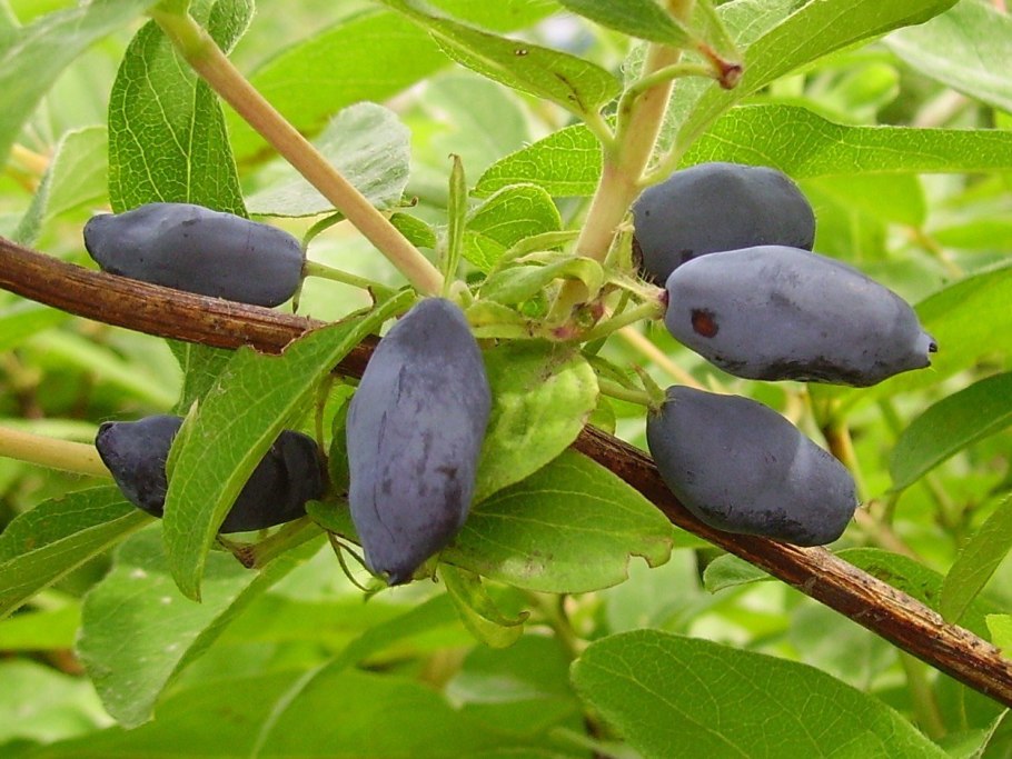 Жимолость съедобная Амфора