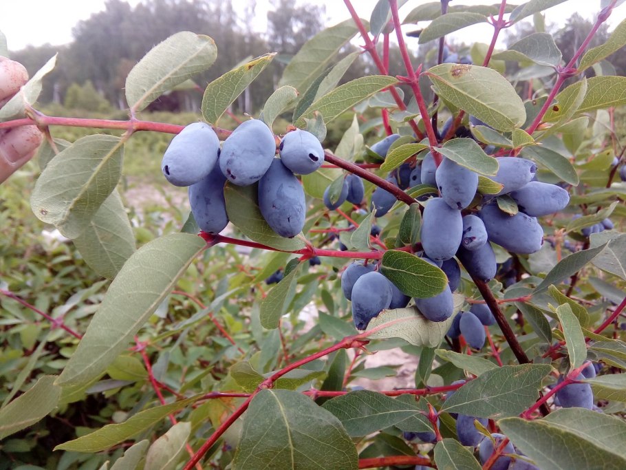 Жимолость камчадалка