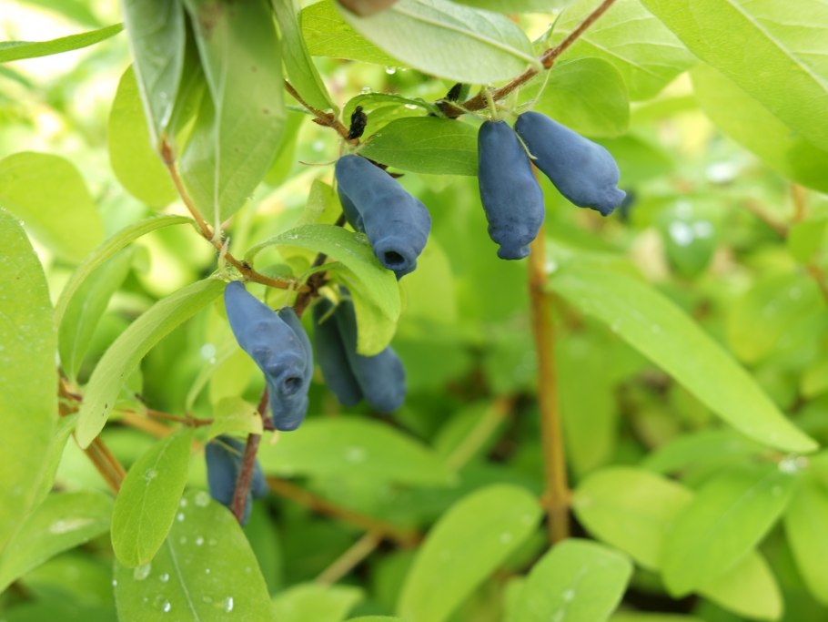 Жимолость плодовая Лакомка