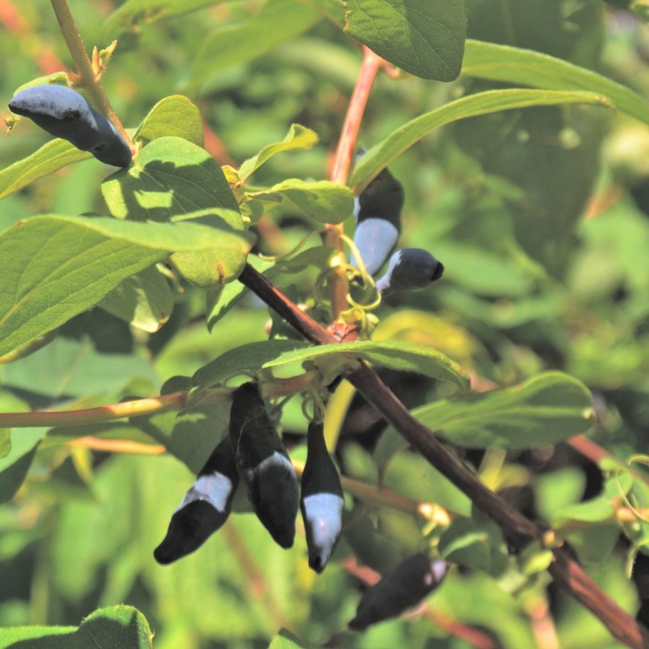 Жимолость съедобная Тунгус