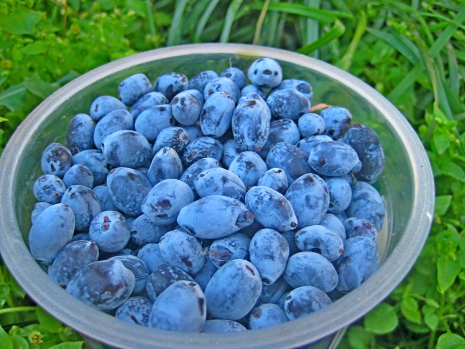 Жимолость куст