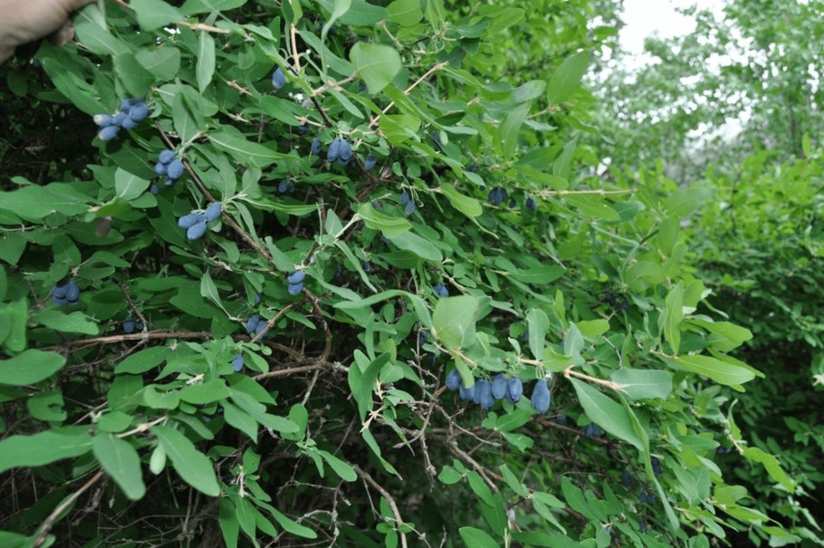 Lonicera caerulea (жимолость синяя, голубая)