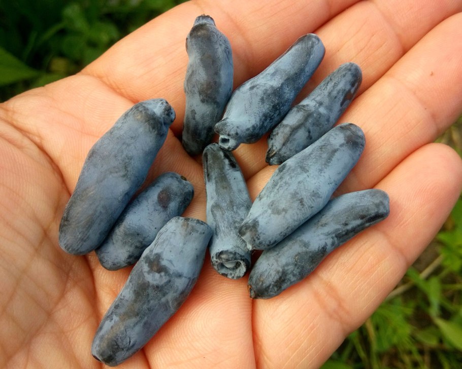 Жимолость куст