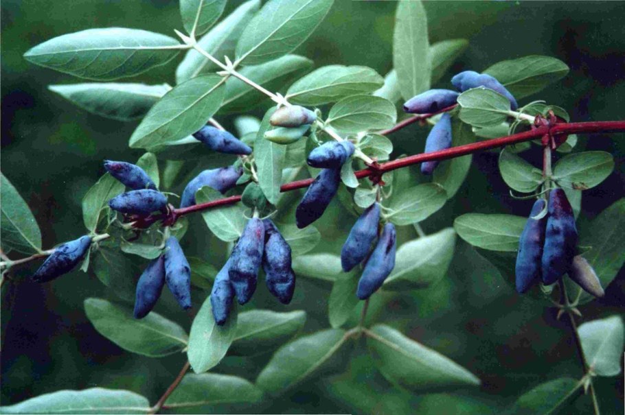 Жимолость голубая (Lonicera caerulea l.)