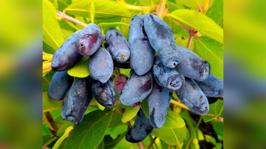 Жимолость съедобная фиалка