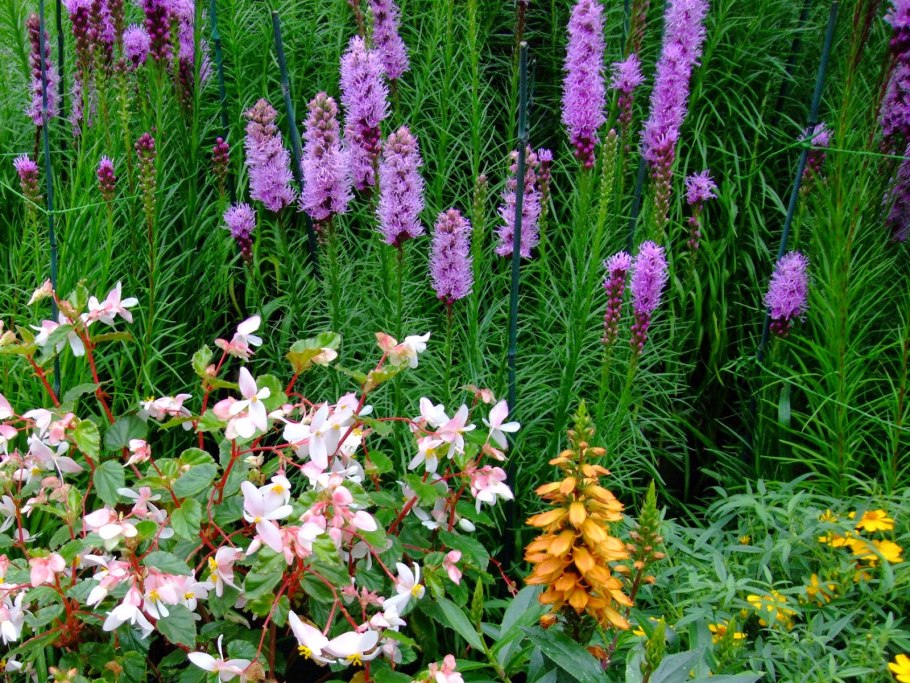 Лиатрис пленчатый