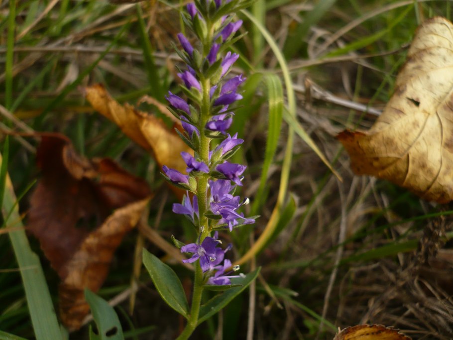 Лиатрис белый