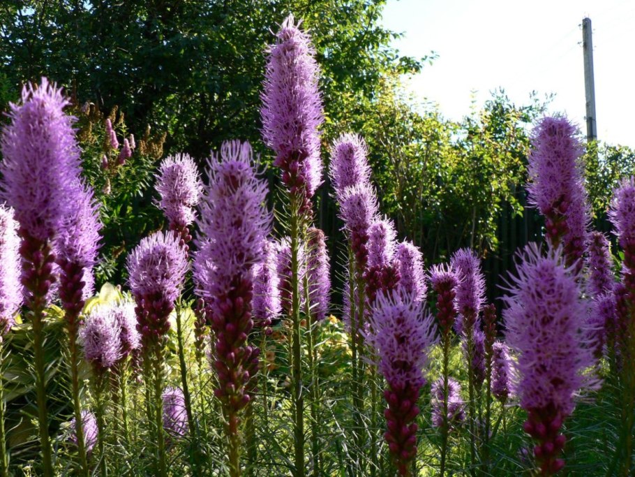 Mentha spicata 'nigra'