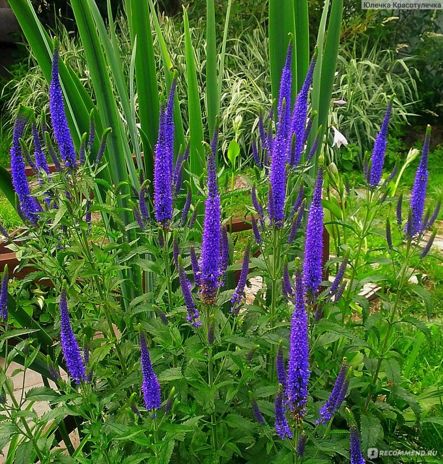 Liatris (Лиатрис) 19 см